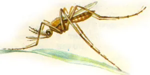Sânge supt insecte