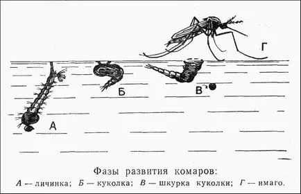 Sânge supt insecte