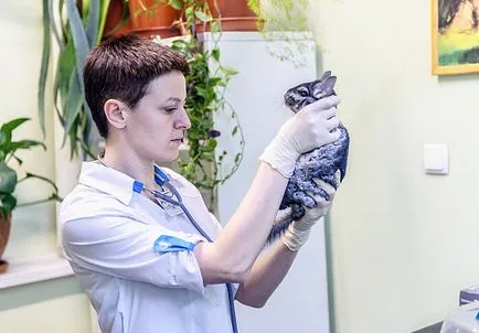 Veterinary Clinic de ore Zoovet (Zoovet) Clinica veterinară ore Zoovet