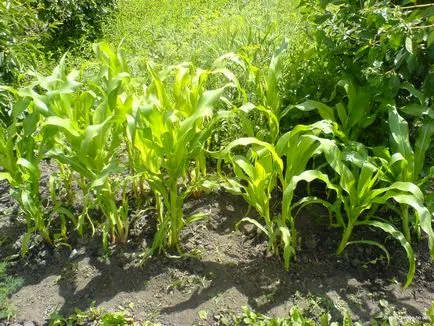 Porumb, totul despre creștere în țară (zile Înălțimea plantelor din știuleți) Porumb, totul despre maturizare în țară