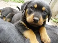 câine latră mp3 asculta growl latră urlând Căței descarca voce online latră mârâit urlet