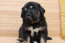 câine latră mp3 asculta growl latră urlând Căței descarca voce online latră mârâit urlet