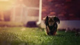 câine latră mp3 asculta growl latră urlând Căței descarca voce online latră mârâit urlet