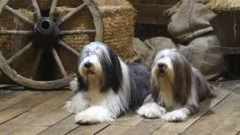 câine latră mp3 asculta growl latră urlând Căței descarca voce online latră mârâit urlet