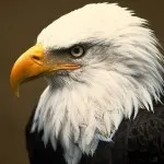 viziune mai bună pe teren la Eagles (cap distanta poate) viziune mai bună pe teren la Eagles