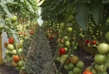 Cele mai multe soiuri pitice de tomate pentru câmp deschis cele mai bune roșiile de recoltare, selecție de timpuriu și