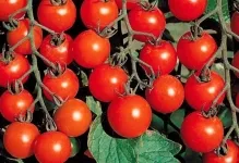 Cele mai multe soiuri pitice de tomate pentru câmp deschis cele mai bune roșiile de recoltare, selecție de timpuriu și