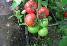 Cele mai multe soiuri pitice de tomate pentru câmp deschis cele mai bune roșiile de recoltare, selecție de timpuriu și