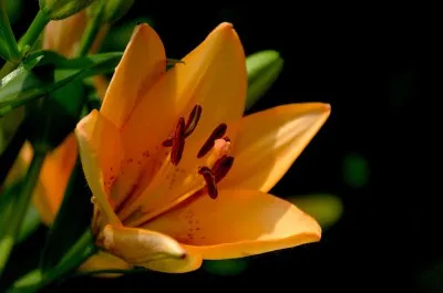 Lily plantare de primăvară în teren deschis - termenii și caracteristicile (arc) Lily de plantare de primăvară în teren deschis - calendarul și caracteristici