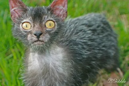 Lika (lykoi) - pisici, vârcolaci
