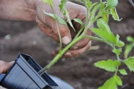 Metoda leneș de avantaje de tomate în creștere (creștere) Metoda leneș pentru creștere beneficii roșii
