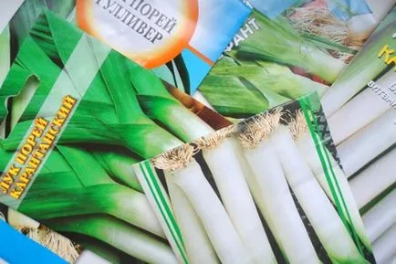 cultivarea karantansky Leek semințelor cu mâinile lor - un ghid detaliat! (Karantansky) cultivarea karantansky Leek semințelor cu mâinile lor - un ghid detaliat!