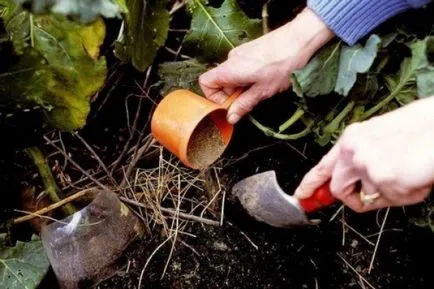 Metoda leneș de avantaje de tomate în creștere (o metodă de creștere de tomate) Metoda leneș pentru creștere beneficii roșii