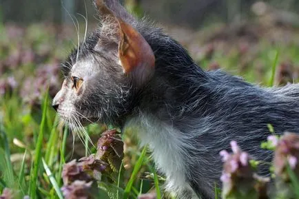 Lika (lykoi) - pisici, vârcolaci