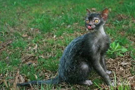 Lika (lykoi) - pisici, vârcolaci