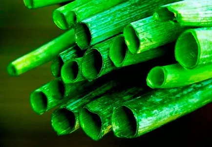 cultivarea ceapa Welsh de semințe pe pervazul ferestrei