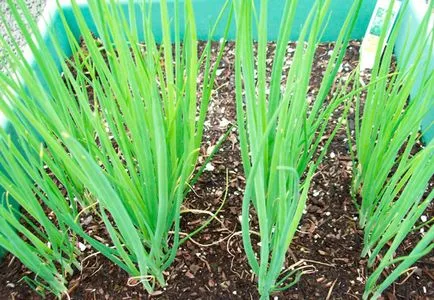 cultivarea ceapa Welsh de semințe pe pervazul ferestrei