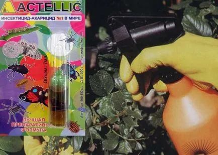 Cel mai bun remediu pentru păianjenul (mijloace) Cel mai bun remediu pentru păianjenul