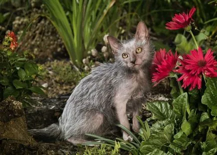Lika (lykoi) - pisici, vârcolaci