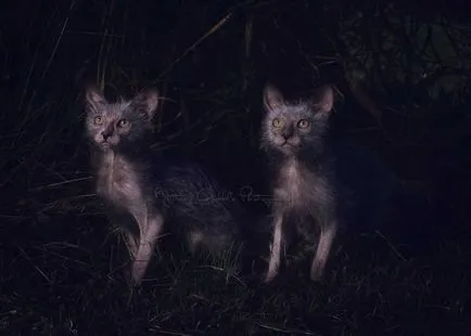 Lika (lykoi) - pisici, vârcolaci