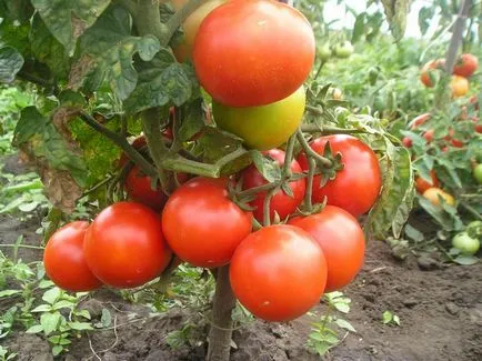 Cele mai multe soiuri pitice de tomate pentru câmp deschis cele mai bune roșiile de recoltare, selecție de timpuriu și