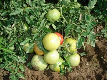 Cele mai multe soiuri pitice de tomate pentru câmp deschis cele mai bune roșiile de recoltare, selecție de timpuriu și