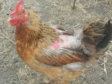 Molting la pui cauze și tratamente de păsări de curte (păsări) Molting la pui cauze și tratamente pentru păsări de curte