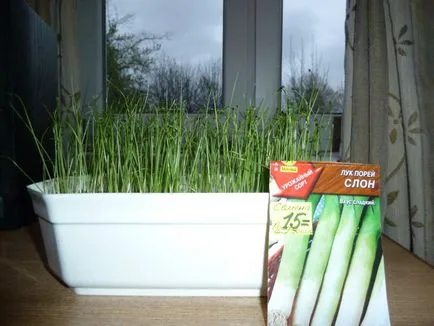 cultivarea karantansky Leek semințelor cu mâinile lor - un ghid detaliat! (Seed) cultivarea karantansky Leek semințelor cu mâinile lor - un ghid detaliat!