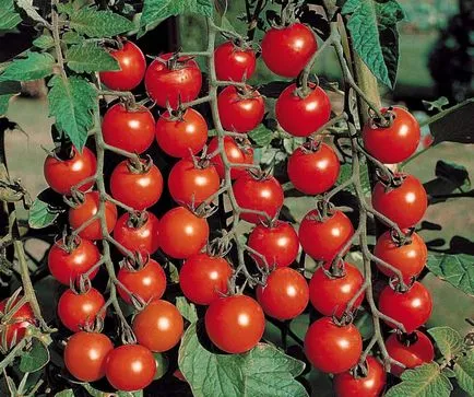 Cele mai multe soiuri pitice de tomate pentru câmp deschis cele mai bune roșiile de recoltare, selecție de timpuriu și