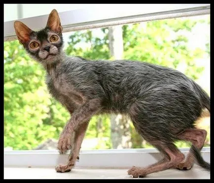 Lika (lykoi) - pisici, vârcolaci