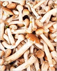Ciuperci marinate - retete ciuperci marinate (rețete) ciuperci murate - retete pentru ciuperci marinate
