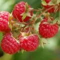 Masca de afine pentru fata - un remediu favorit pentru îngrijirea pielii