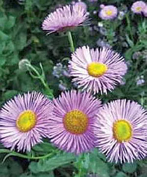 cultivarea Erigeron de semințe, de îngrijire