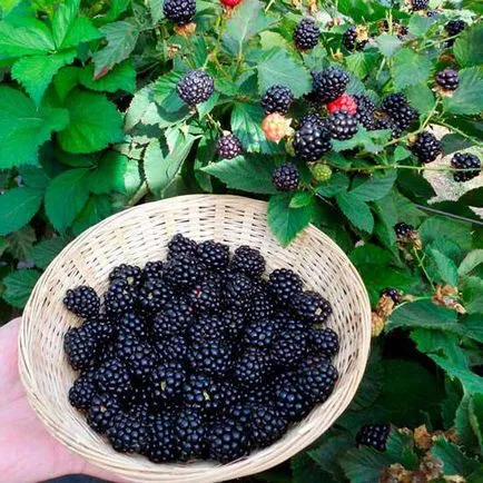 Locuri România, unde creste murele
