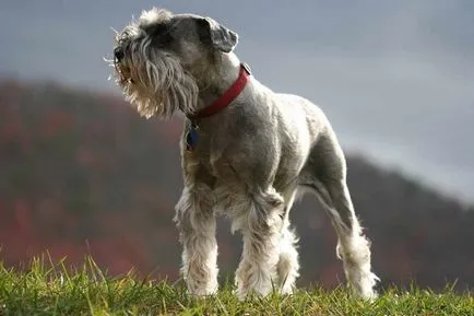 Schnauzer - fotografii, descrierea și caracterul unui caine rasa schnauzer (Schnauzer) Schnauzer - fotografii, descrierea și caracterul unui caine rasa schnauzer