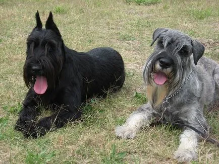 Schnauzer - fotografii, descrierea și natura Schnauzer câine rasa (caracter) Schnauzer - fotografii, descrierea și caracterul unui caine rasa schnauzer