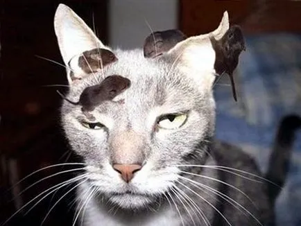 Mouse-ul în semnele casa