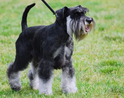 Schnauzer - fotografii, descrierea și caracterul unui caine rasa schnauzer (Schnauzer) Schnauzer - fotografii, descrierea și caracterul unui caine rasa schnauzer