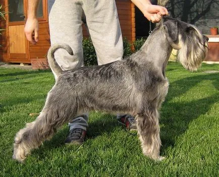 Schnauzer - fotografii, descrierea și natura Schnauzer câine rasa (caracter) Schnauzer - fotografii, descrierea și caracterul unui caine rasa schnauzer