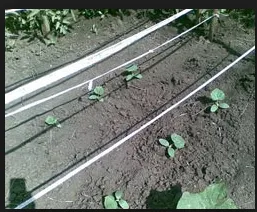 Cât de departe de a planta castraveți în teren deschis