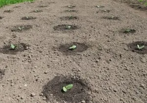 Cât de departe de a planta castraveți în teren deschis