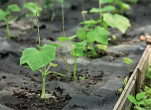 Cât de departe de a planta castraveți în seră și în câmp deschis (castraveți) Cât de departe de a planta castraveți în seră și în teren deschis