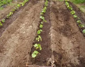 Cât de departe castraveți de plante în seră și în câmp deschis (ce) Cât de departe de a planta castraveți în seră și în teren deschis