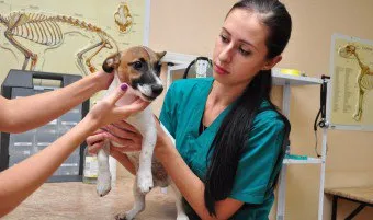 Creștere pe gingii unui câine ca ajutor pentru animale de companie