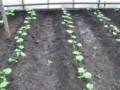 La un castravete distanță plantate într-un model de plantare cu efect de seră (castravete) La un castravete distanță plantate într-un model de plantare cu efect de seră