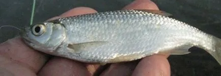 Pe această captură sumbră asupra acelui sumbru video și sfaturi pescarilor mușcătoare (sumbră) Pe această captură sumbră asupra acelui sumbru video și sfaturi pescarii mușcătoare