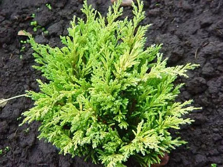 Juniper de îngrijire la domiciliu (condiții) Îngrijirea la domiciliu Juniper