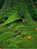 Nimfe - plantare și îngrijire