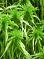 Nimfe - plantare și îngrijire