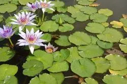 îngrijirea și plantarea 1 Nymphaea